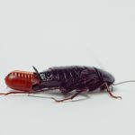 Oriental Cockroach Exterminator