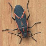 boxelder bug exterminator