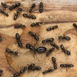 carpenter ant exterminator