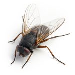 fly exterminator