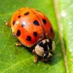 ladybug exterminator