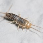 silverfish exterminator