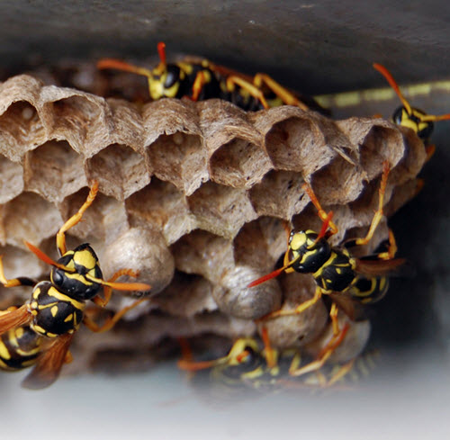 wasp control Exterminators