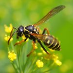 wasp exterminator